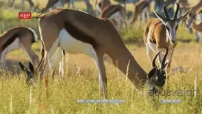 Close up shot of springbok herd grazing