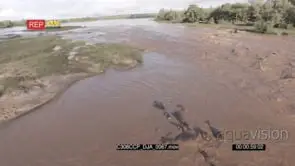 B-Roll Chem Chem Safari: Drone Aerials over hippo pod Swimming and Resting in the River