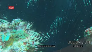 Needle Sea Urchin vagrant general behaviour feeding off ocean floor Semicircle angelfish.