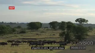 Blue Wildebeest herd migration walking on bushveld WS HAND AmCam
