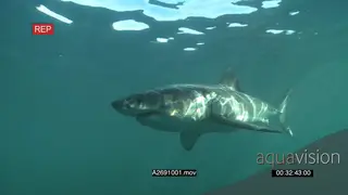 Great white shark gently swimming around underwater in ocean passing by the camera LA PAN.