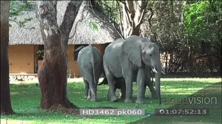 African elephant family with calf gathered together Mfuwe lodge courtyard Protective.