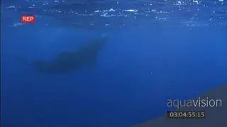 Humpback whale calf swimming around with two adults swimming and watching over the young.