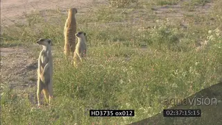A mob of Meerkats stand erect looking around alert, runs away with tails raised WS