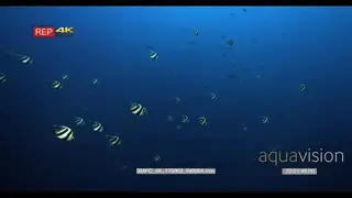 A large school of longfin bannerfish swim past camera