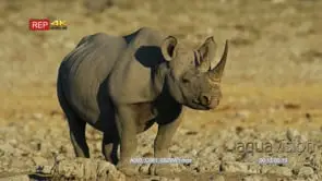Black rhino walking across a dry rocky landscape stops to urinate
