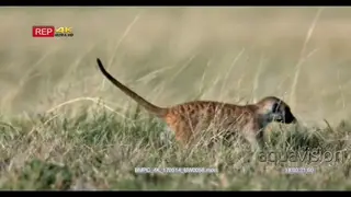 Juvenile meerkat watches an adult hopping and searching in the grass