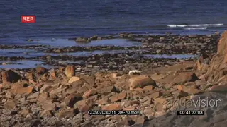 Polar bear resting on rocky shore ocean in BG