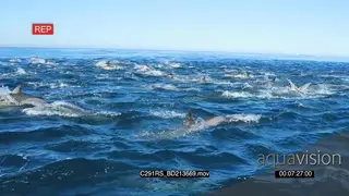 A school common dolphins porpoising TOPSIDE PROFILE GOD LIGHT