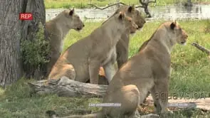Pride of lions with sub adult males looking attentively at prey