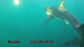 Great White Shark cage Diving AW