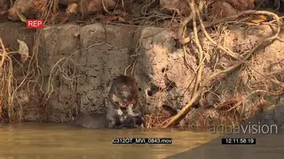 Giant Otter eating MWS