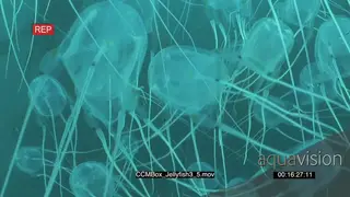 School of Box Jellyfish swimming upwards underwater in ocean MS HAND