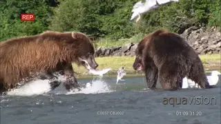 Grizzly Bears fighting in water over salmon GENERAL BEHAVIOUR