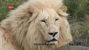 White lion male sitting and resting GOOD LIGHT CU