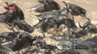 A Large Herd of Blue Wildebeests Swimming to the other side of the River with some.