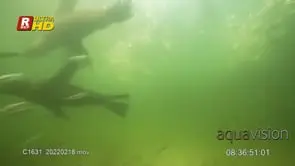 A colony of Cape Fur Seal swimming through a Sardine bait ball ditching.