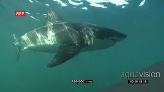 Great white shark gently swimming around underwater in ocean passing by the camera.