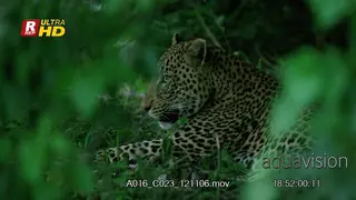 Male Leopard laying down, looking around and towards the camera, grooming.