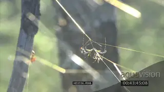 Golden Orb spider on web in tree SHAKY