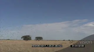 Swarm of Locusts flying around in frame
