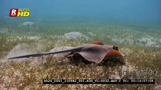A Tracking shot of a Bluespotted Ribbontail Ray.