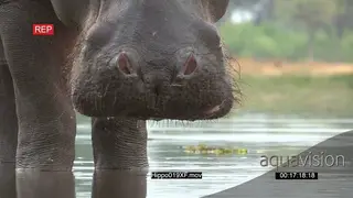 CU of bull hippo nostrils