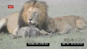 African Lion Pride feeding on warthog alive DRY
