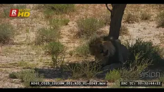Male lion with black mane licking its paw and scratching in the shade of the Kalahari tree