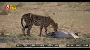 Tracking shot of a cheetah that walks across to her kill and drags it into the shade
