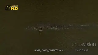 Two female and male Nile Crocodile mating, half of their body above the water surface