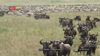 Blue Wildebeest herd running towards camera in the savannah and A Large Dazzle Zebra in.