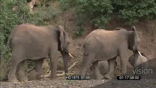 African lion hunting stalking behind bushes on riverbank as African elephants with calfs.