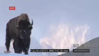 Bison standing and looking around on snowy prairie LS