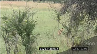 Lioness stalking hunting Blesbok and Waterbok MS, FAILS