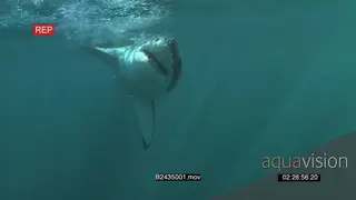 Great white shark gently swimming underwater in ocean missing bait line and passing.