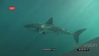 A pair Great white sharks gently swimming underwater in ocean passing by and over camera.