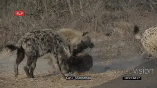 Bloody Spotted Hyena fight AmCam