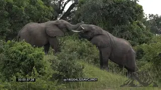 A Pair of African Elephant Bulls grazing feeding on Tree Leaves and start fighting in…