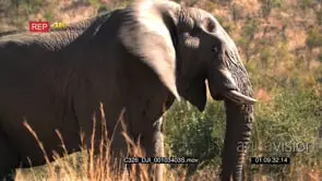 African Elephant Grazing in the Bushes MS GOOD LIGHT