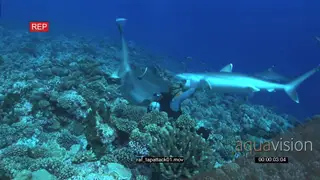Silvertip shark attack diver on coral reef.