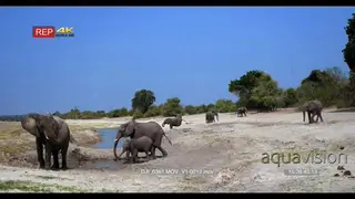 Elephant herd including juveniles at water hole, an adult kneeling in the mud chased…