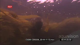 Dead Sea Otter carcass floating Underwater amongst Kelp forest