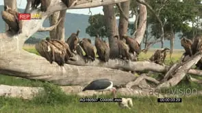 Diversity of vultures and hyena gathered and eating from an elephant carcass