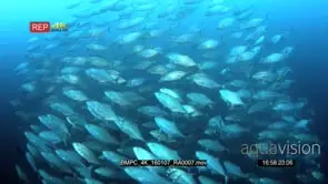 A large school of Bluefin Trevally, Coranx melampygus darting around in the ocean