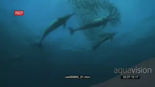 Cape Gannets fishing for Sardines underwater in ocean and Common Dolphins swimming.