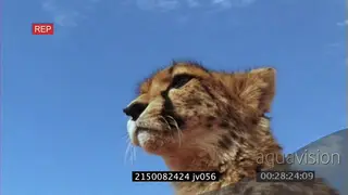 Juvenile Cheetahs stalk chase Springhare