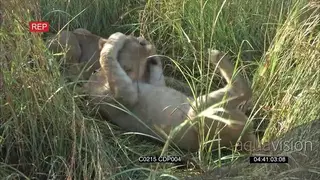 African Lion cubs grooming one another CU