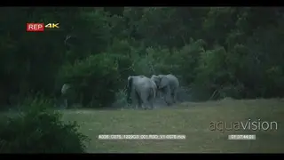 Wide night vision shot of two elephants fighting