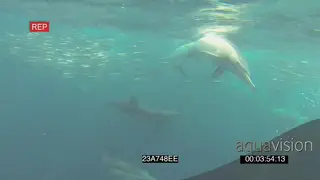 Common Dolphins Cape gannets African penguins Dusky sharks swimming hunting diving.